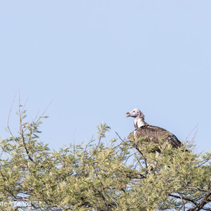 2015-10-20 - Oorgier (Torgos tracheliotos, Lappet-faced vulture)<br/>Serengeti National Park - Tanzania<br/>Canon EOS 7D Mark II - 420 mm - f/5.6, 1/500 sec, ISO 160