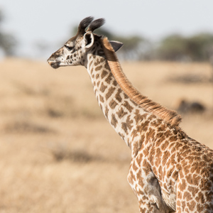 2015-10-20 - Jonge giraf<br/>Serengeti National Park - Tanzania<br/>Canon EOS 7D Mark II - 420 mm - f/5.6, 1/640 sec, ISO 160