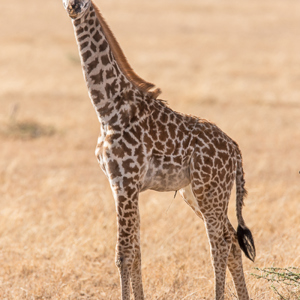 2015-10-20 - Jonge giraf, navelstreng hangt er nog aan<br/>Serengeti National Park - Tanzania<br/>Canon EOS 7D Mark II - 420 mm - f/5.6, 1/500 sec, ISO 160