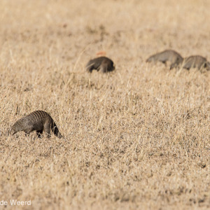 2015-10-20 - Zebramangoesten (Mungos mungo, Banded mongoose)<br/>Serengeti National Park - Tanzania<br/>Canon EOS 7D Mark II - 420 mm - f/5.6, 1/640 sec, ISO 160