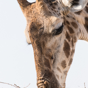 2015-10-20 - Giraf close-up<br/>Serengeti National Park - Tanzania<br/>Canon EOS 7D Mark II - 420 mm - f/5.6, 1/500 sec, ISO 160