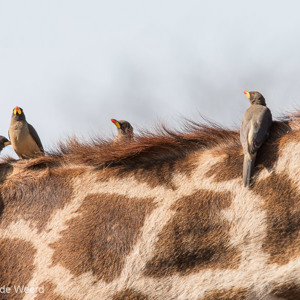 2015-10-20 - Ossenpikkers op een giraf<br/>Serengeti National Park - Tanzania<br/>Canon EOS 7D Mark II - 420 mm - f/5.6, 1/500 sec, ISO 160