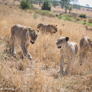 2015-10-20 - Leeuwentroep aan de wandel<br/>Serengeti National Park - Tanzania<br/>Canon EOS 5D Mark III - 90 mm - f/5.6, 1/320 sec, ISO 200