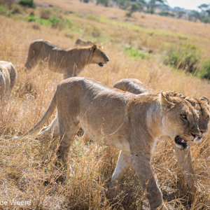 2015-10-20 - Leeuwentroep aan de wandel<br/>Serengeti National Park - Tanzania<br/>Canon EOS 5D Mark III - 90 mm - f/5.6, 1/250 sec, ISO 200