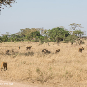2015-10-20 - Met de hele leeuwentroep op jacht<br/>Serengeti National Park - Tanzania<br/>Canon EOS 5D Mark III - 135 mm - f/5.6, 1/640 sec, ISO 200