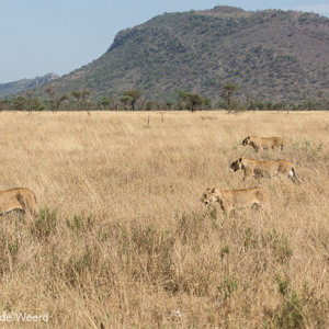 2015-10-20 - Verspreid speuren ze de vlakte af<br/>Serengeti National Park - Tanzania<br/>Canon EOS 5D Mark III - 110 mm - f/5.6, 1/640 sec, ISO 200