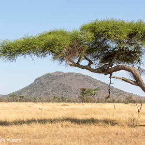 2015-10-20 - Hangende botten van een luipaard-prooi<br/>Serengeti National Park - Tanzania<br/>Canon EOS 5D Mark III - 70 mm - f/5.6, 1/800 sec, ISO 200