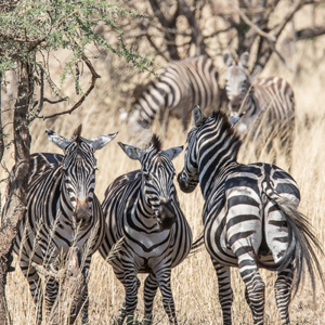 2015-10-20 - Streepjescode<br/>Serengeti National Park - Tanzania<br/>Canon EOS 7D Mark II - 420 mm - f/8.0, 1/500 sec, ISO 320