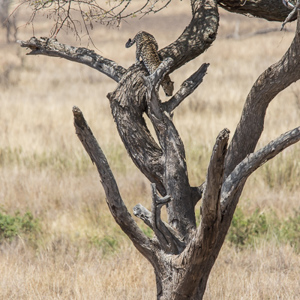 2015-10-20 - Luipaard die zijn boom verlaat<br/>Serengeti National Park - Tanzania<br/>Canon EOS 7D Mark II - 420 mm - f/5.6, 1/640 sec, ISO 160