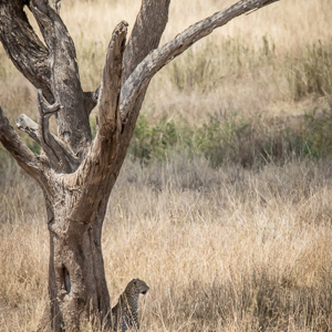 2015-10-20 - Even in de schaduw zitten<br/>Serengeti National Park - Tanzania<br/>Canon EOS 7D Mark II - 420 mm - f/8.0, 1/640 sec, ISO 400