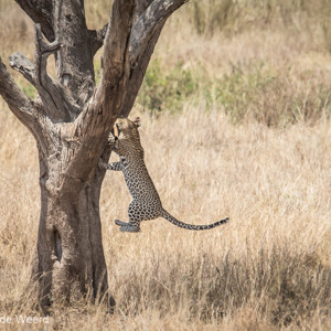 2015-10-20 - Met een bot weer de boom in<br/>Serengeti National Park - Tanzania<br/>Canon EOS 7D Mark II - 420 mm - f/5.6, 1/500 sec, ISO 250