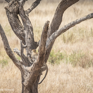 2015-10-20 - Met een bot weer de boom in<br/>Serengeti National Park - Tanzania<br/>Canon EOS 7D Mark II - 420 mm - f/5.6, 1/640 sec, ISO 320