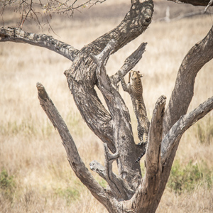 2015-10-20 - Met een bot weer de boom in<br/>Serengeti National Park - Tanzania<br/>Canon EOS 7D Mark II - 420 mm - f/5.6, 1/500 sec, ISO 320