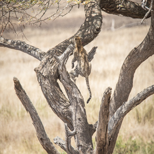 2015-10-20 - Met een bot weer de boom in<br/>Serengeti National Park - Tanzania<br/>Canon EOS 7D Mark II - 420 mm - f/5.6, 1/500 sec, ISO 320
