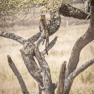 2015-10-20 - Met een bot weer de boom in<br/>Serengeti National Park - Tanzania<br/>Canon EOS 7D Mark II - 420 mm - f/5.6, 1/640 sec, ISO 320
