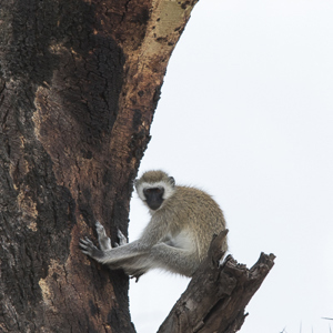 2015-10-20 - Vervet aap (Chlorocebus pygerythrus)<br/>Serengeti National Park - Tanzania<br/>Canon EOS 7D Mark II - 420 mm - f/5.6, 1/1250 sec, ISO 500