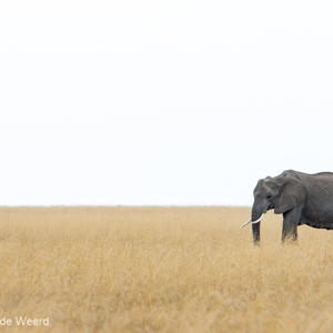 2015-10-20 - Olifant in de eindeloze vlakte<br/>Serengeti National Park - Tanzania<br/>Canon EOS 7D Mark II - 420 mm - f/5.6, 1/640 sec, ISO 320