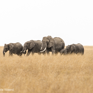 2015-10-20 - Familie olifant op de vlakte<br/>Serengeti National Park - Tanzania<br/>Canon EOS 7D Mark II - 420 mm - f/5.6, 1/640 sec, ISO 250