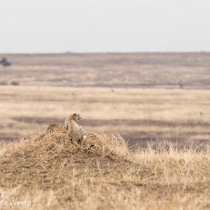 2015-10-20 - Cheeta op een mooi uitkijk-heuveltje<br/>Serengeti National Park - Tanzania<br/>Canon EOS 7D Mark II - 420 mm - f/5.6, 1/500 sec, ISO 320