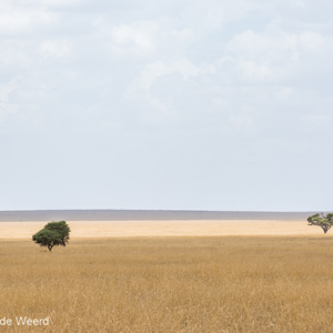 2015-10-20 - Eenzame boompjes in het gele gras<br/>Serengeti National Park - Tanzania<br/>Canon EOS 5D Mark III - 155 mm - f/8.0, 1/320 sec, ISO 200