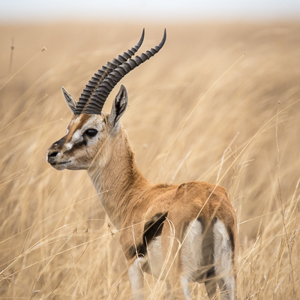 2015-10-20 - Thomsongazelle (Eudorcas thomsonii)<br/>Serengeti National Park - Tanzania<br/>Canon EOS 7D Mark II - 420 mm - f/5.6, 1/1250 sec, ISO 500