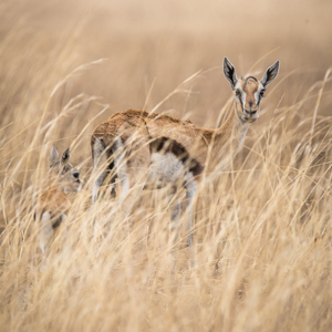 2015-10-20 - Vrouwtjes Thomsongazelle<br/>Serengeti National Park - Tanzania<br/>Canon EOS 7D Mark II - 420 mm - f/5.6, 1/1250 sec, ISO 400