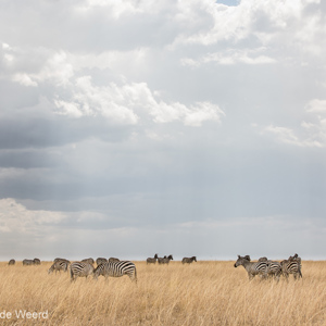 2015-10-20 - Streepjes in het gras<br/>Serengeti National Park - Tanzania<br/>Canon EOS 5D Mark III - 70 mm - f/8.0, 1/320 sec, ISO 200