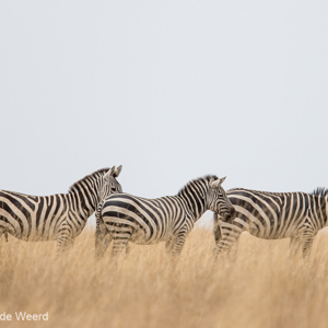 2015-10-20 - Drie op een rij<br/>Serengeti National Park - Tanzania<br/>Canon EOS 7D Mark II - 420 mm - f/4.0, 1/1000 sec, ISO 250