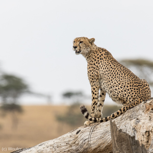 2015-10-20 - Cheetah op de uitkijk op een boomstam<br/>Serengeti National Park - Tanzania<br/>Canon EOS 7D Mark II - 420 mm - f/5.6, 1/1250 sec, ISO 400