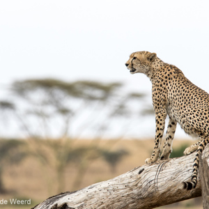 2015-10-20 - Cheetah op de uitkijk op een boomstam<br/>Serengeti National Park - Tanzania<br/>Canon EOS 7D Mark II - 420 mm - f/5.6, 1/1000 sec, ISO 320