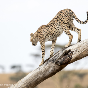 2015-10-20 - De Cheeta heeft een prooi gespot<br/>Serengeti National Park - Tanzania<br/>Canon EOS 7D Mark II - 420 mm - f/4.0, 1/1000 sec, ISO 200