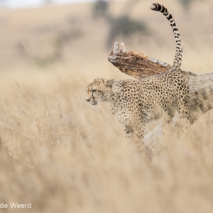2015-10-20 - Even een geurmarkering achterlaten<br/>Serengeti National Park - Tanzania<br/>Canon EOS 7D Mark II - 420 mm - f/4.0, 1/1250 sec, ISO 400