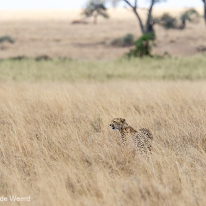 2015-10-20 - Lastig, dat hoge gras<br/>Serengeti National Park - Tanzania<br/>Canon EOS 7D Mark II - 420 mm - f/5.6, 1/1250 sec, ISO 640