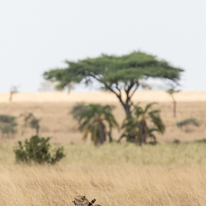 2015-10-20 - De prooi is nog in het vizier<br/>Serengeti National Park - Tanzania<br/>Canon EOS 7D Mark II - 420 mm - f/5.6, 1/1000 sec, ISO 400