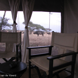 2015-10-22 - De buffels liepen vlak langs onze tent<br/>Serengeti Tortilis Camp - Serengeti National Park - Tanzania<br/>Canon PowerShot SX1 IS - 5 mm - f/2.8, 1/8 sec, ISO 400