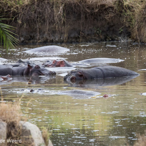 2015-10-20 - Nijlpaarden-zwembadje<br/>Serengeti National Park - Tanzania<br/>Canon EOS 7D Mark II - 420 mm - f/5.6, 1/1000 sec, ISO 1000