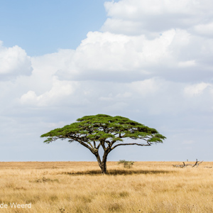 2015-10-20 - Parasolboom<br/>Serengeti National Park - Tanzania<br/>Canon EOS 5D Mark III - 70 mm - f/8.0, 1/500 sec, ISO 200