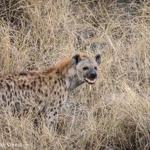 2015-10-20 - Wat een knapperd is het toch, de hyena<br/>Serengeti National Park - Tanzania<br/>Canon EOS 7D Mark II - 420 mm - f/5.6, 1/1000 sec, ISO 1000