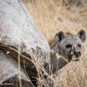 2015-10-20 - Hyena portret<br/>Serengeti National Park - Tanzania<br/>Canon EOS 7D Mark II - 420 mm - f/5.6, 1/1250 sec, ISO 1000