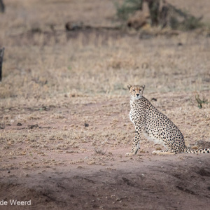 2015-10-21 - Cheeta in de vroege ochtend<br/>Serengeti National Park - Tanzania<br/>Canon EOS 7D Mark II - 420 mm - f/5.6, 1/80 sec, ISO 1600