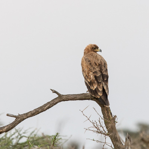 2015-10-21 - Savanne arend (Aquila rapax, Tawny Eagle)<br/>Serengeti National Park - Tanzania<br/>Canon EOS 7D Mark II - 420 mm - f/5.6, 0.01 sec, ISO 1600