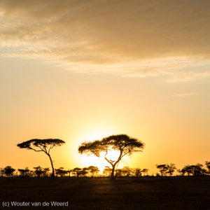 2015-10-21 - Vachellia tortilis (parasol boom of acacia) bij zonsopkomst<br/>Serengeti National Park - Tanzania<br/>Canon EOS 5D Mark III - 70 mm - f/16.0, 1/60 sec, ISO 200