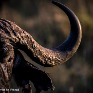 2015-10-21 - Buffelportret close up<br/>Serengeti National Park - Tanzania<br/>Canon EOS 7D Mark II - 420 mm - f/4.0, 1/1000 sec, ISO 1000