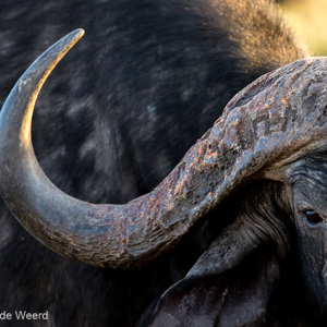 2015-10-21 - Buffel portret<br/>Serengeti National Park - Tanzania<br/>Canon EOS 7D Mark II - 420 mm - f/4.0, 1/500 sec, ISO 1600