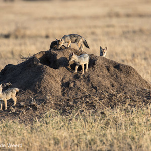 2015-10-21 - Spelende jonge Zadeljakhalsjes bij hun hol<br/>Serengeti National Park - Tanzania<br/>Canon EOS 7D Mark II - 420 mm - f/4.0, 1/1000 sec, ISO 500