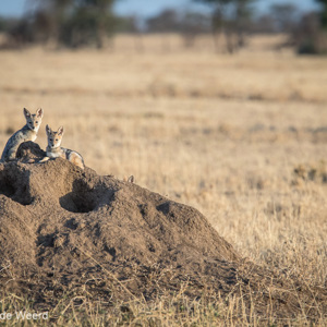 2015-10-21 - Jonge Zadeljakhalsjes op hun burcht<br/>Serengeti National Park - Tanzania<br/>Canon EOS 7D Mark II - 420 mm - f/5.6, 1/1000 sec, ISO 800