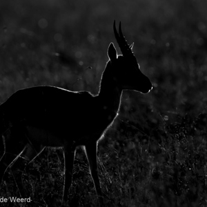 2015-10-21 - Thomsongazelle in tegenlicht<br/>Serengeti National Park - Tanzania<br/>Canon EOS 7D Mark II - 420 mm - f/5.6, 1/2000 sec, ISO 100