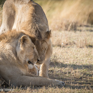 2015-10-21 - Echte broederliefde<br/>Serengeti National Park - Tanzania<br/>Canon EOS 7D Mark II - 420 mm - f/5.6, 1/1000 sec, ISO 500