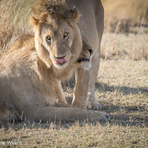 2015-10-21 - Twee leeuwen worden wakker<br/>Serengeti National Park - Tanzania<br/>Canon EOS 7D Mark II - 420 mm - f/5.6, 1/1250 sec, ISO 640