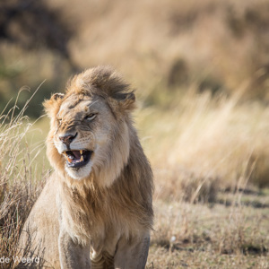 2015-10-21 - Leeuw<br/>Serengeti National Park - Tanzania<br/>Canon EOS 7D Mark II - 420 mm - f/5.6, 1/1000 sec, ISO 400